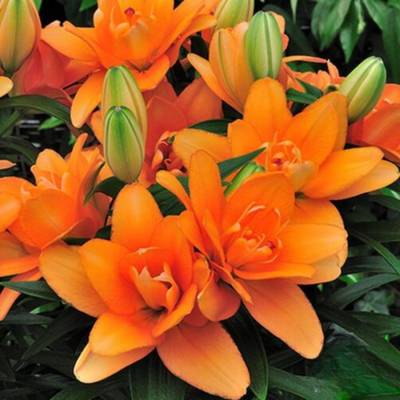 Лилия Дабл Тини - Dolinasad.by