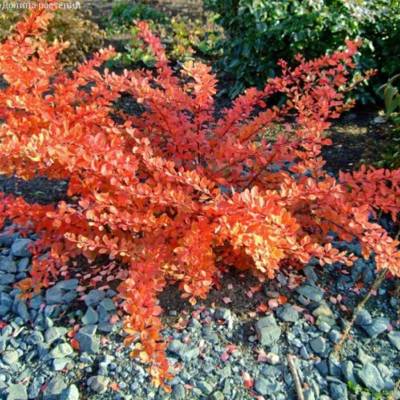 Барбарис тунберга Оранж Карпет - Dolinasad.by