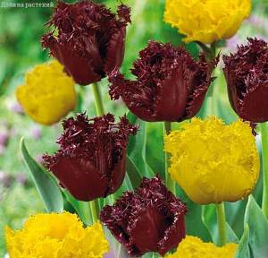 Набор 25 тюльпанов бахромчатых фото