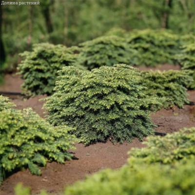 Тсуга канадская Литл Ниндзя - Dolinasad.by