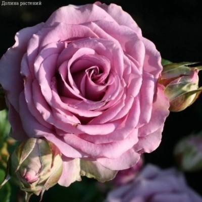 Роза Кул Вотэ в горшке - Dolinasad.by