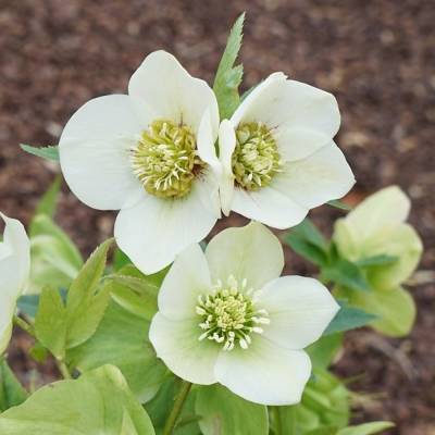 Морозник Претти Эллен Вайт Морозник Претти Эллен Вайт - Dolinasad.by