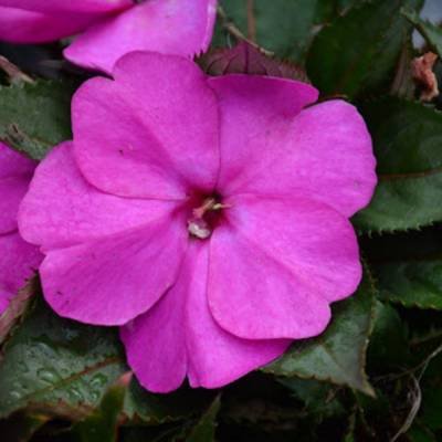 Бальзамин новогвинейский Санпатиес Дарк Лилак - Dolinasad.by