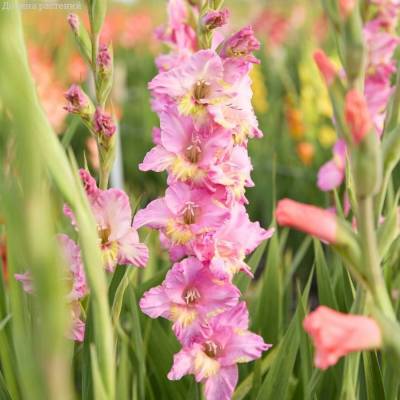 Гладиолус Хэппи Диско - Dolinasad.by