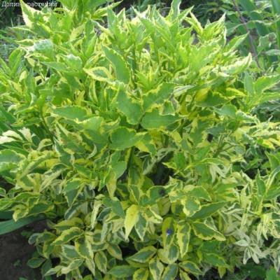 Бузина черная Мадонна, С3 - Dolinasad.by