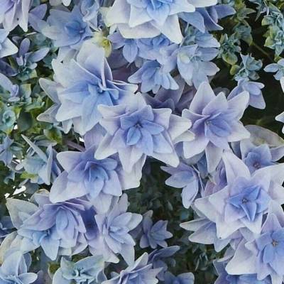 Гортензия крупнолистная Флориа, С2 - Dolinasad.by