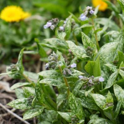 Медуница Миссис Киттл - Dolinasad.by