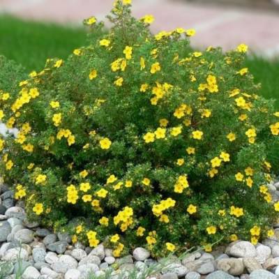 Лапчатка кустарниковая Лонгакр, С3 - Dolinasad.by