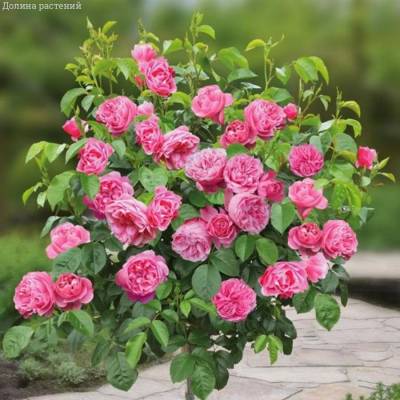 Роза штамбовая Леонардо - Dolinasad.by