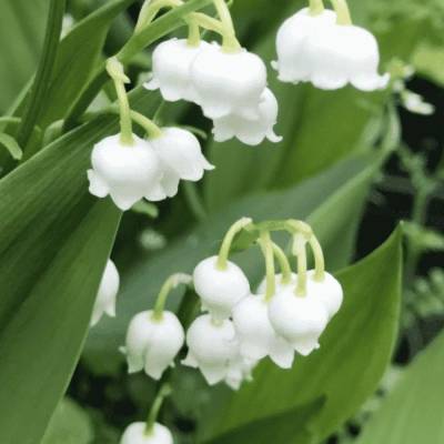 Ландыш майский Бордеаукс - Dolinasad.by