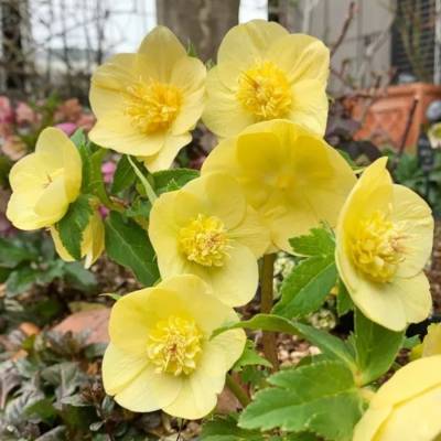 Морозник Анемон Супер Еллоу - Dolinasad.by