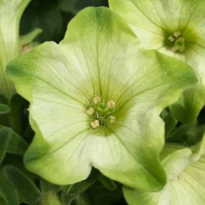 Петуния Рэй Пастачо Крем - Dolinasad.by