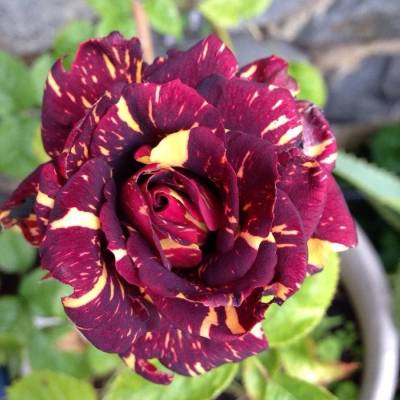 Роза штамбовая Фокус Покус - Dolinasad.by