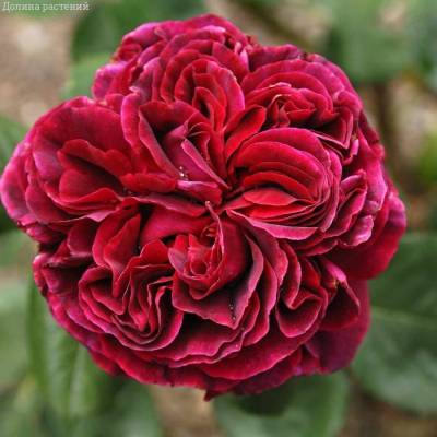 Роза Алфалоп - Dolinasad.by