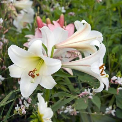 Лилия Вотч Ап Лилия Вотч Ап - Dolinasad.by