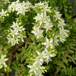 Седум белый Хлоротикум – многолетнее почвопокровное растение, максимальная высота которого – 5-10 см (вместе с цветоносами), а ширина – 35 см. Хорошо переносит низкие температуры, устойчиво к засухе. Цветет в июле-августе мелкими белоснежными цветочками. 