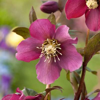 Морозник Претти Эллен Ред Морозник Претти Эллен Ред - Dolinasad.by