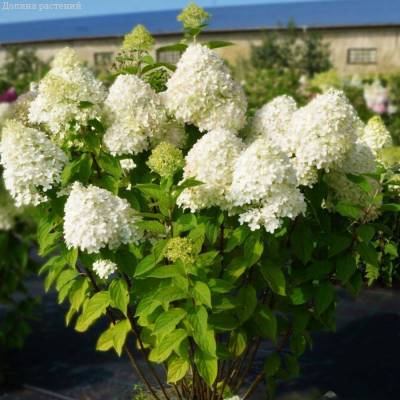 Гортензия метельчатая Селекшн, С3 - Dolinasad.by