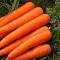 Морковь (Драже) Ромоса фото