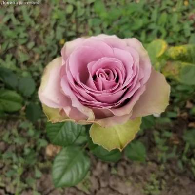 Роза Тиара в горшке - Dolinasad.by