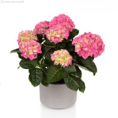 Гортензия крупнолистная Хай Хейло Гортензия крупнолистная Хай Хейло - Dolinasad.by