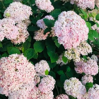 Гортензия древовидная Кендибель МиниБель, С2 - Dolinasad.by