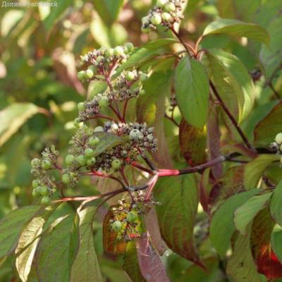 Дерен душистый Блю Клауд, С3 - Dolinasad.by