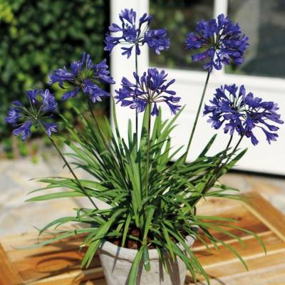 Агапантус Блю Глоб - Dolinasad.by