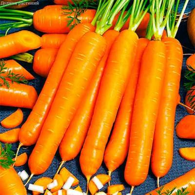 Морковь Детская сладость фото
