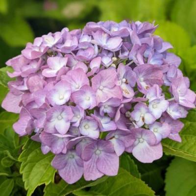 Гортензия крупнолистная Свит Липс, С2 - Dolinasad.by