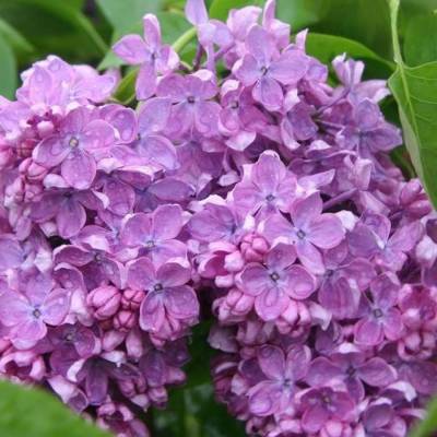 Сирень обыкновенная Аметист, С2 - Dolinasad.by