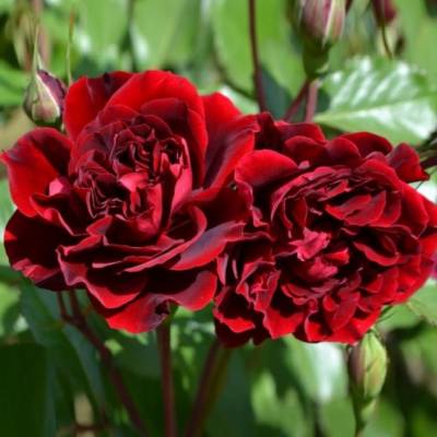 Роза Изабель Ренессанс в горшке - Dolinasad.by