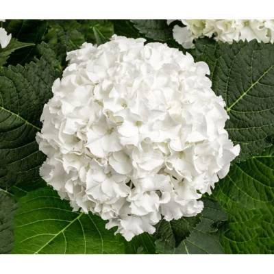 Гортензия крупнолистная Айс Бой, С2 - Dolinasad.by