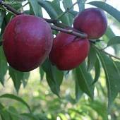 Нектарин Калдеси - Dolinasad.by