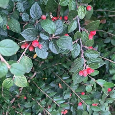 Кизильник Дильса, С3 - Dolinasad.by