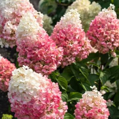 Гортензия метельчатая Ангел Блаш - Dolinasad.by