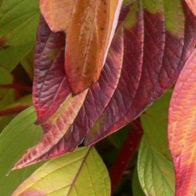 Дерен белый Неон Берст, С3 - Dolinasad.by