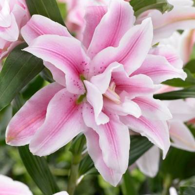 Лилия Роузлили Изабелла - Dolinasad.by