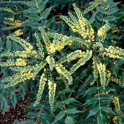 Магония Винтер Сан Магония Винтер Сан - Dolinasad.by