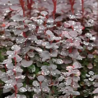 Барбарис Тунберга Шоколад Саммер, С3 - Dolinasad.by