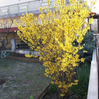 Форзиция промежуточная Курталин, С5 - Dolinasad.by