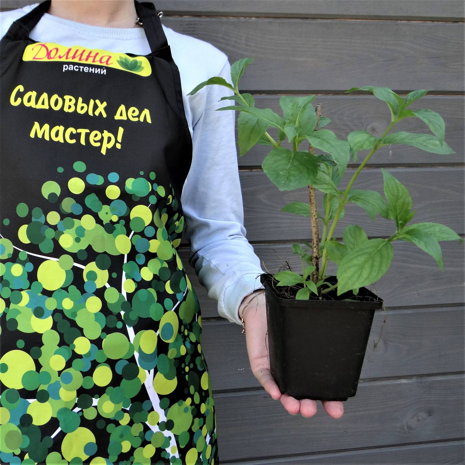 Вейгела Бристол Руби, С3 - Dolinasad.by