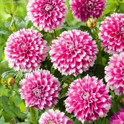 Георгина Фаззи Ваззи - Dolinasad.by