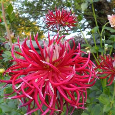 Георгина Холихилл Спайдер Вуман - Dolinasad.by