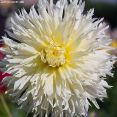 Георгина Айс Кристал - Dolinasad.by