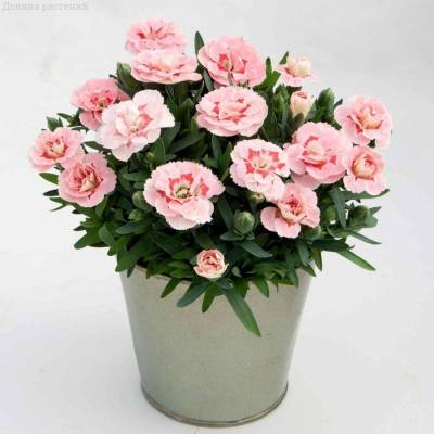 Гвоздика Оскар Пинк Стар - Dolinasad.by