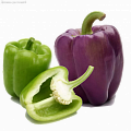 семена зеленого и фиолетового перца - Dolinasad.by