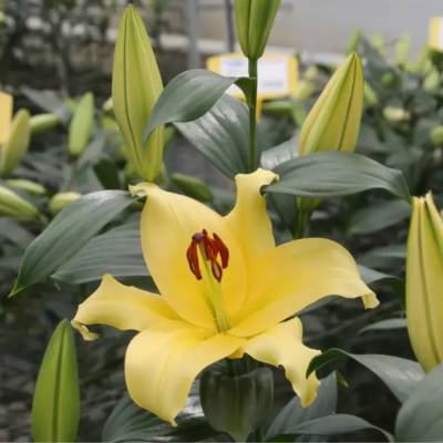 Лилия Элдорет Лилия Элдорет - Dolinasad.by