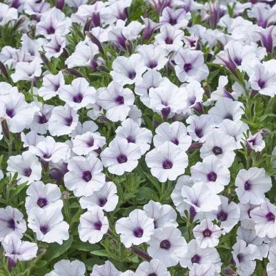 Петуния Баблс Вайт - Dolinasad.by