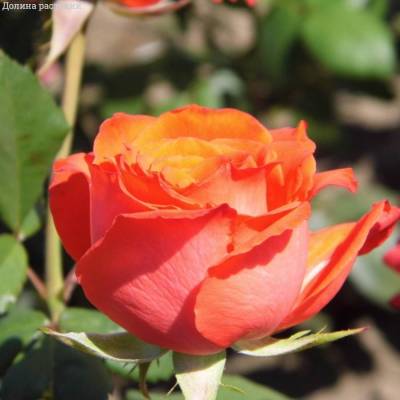 Роза Джелика в горшке - Dolinasad.by